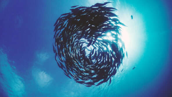 Shoal of fish in the clear blue waters of the sea.